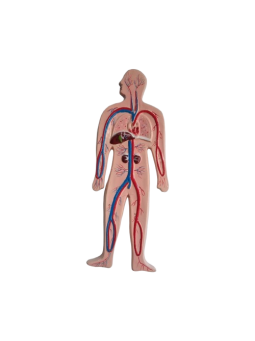 HUMAN CIRCULATORY SYSTEM