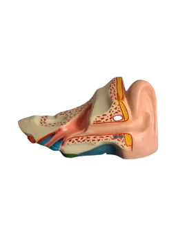 HUMAN EAR