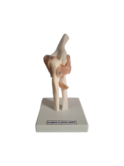 HUMAN ELBOW JOINT