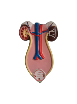 HUMAN EXCRETORY SYSTEM