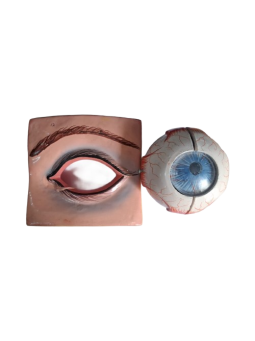 HUMAN EYE WITH ORBIT