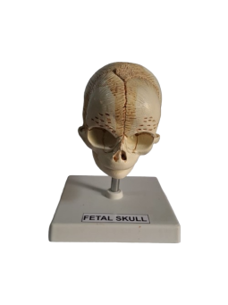HUMAN FETAL SKULL