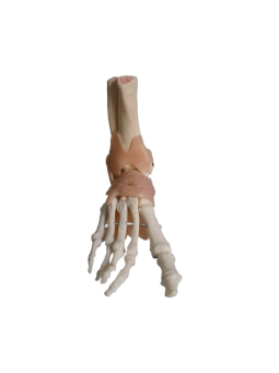 HUMAN FOOT JOINT