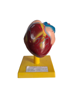 HUMAN HEART