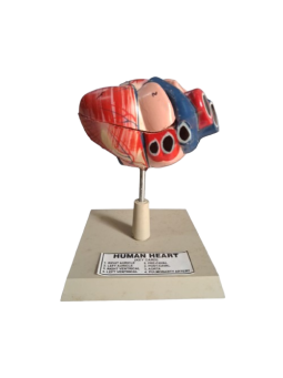 HUMAN HEART KEY CARD