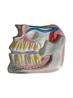 HUMAN JAW UPPER AND LOWER