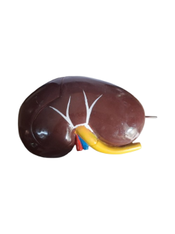 HUMAN KIDNEY KEYCARD