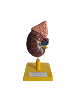 HUMAN KIDNEY