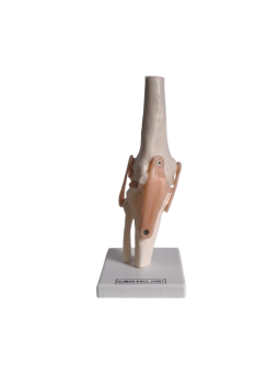 HUMAN KNEE JOINT