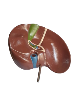 HUMAN LIVER