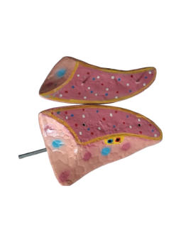HUMAN LUNG