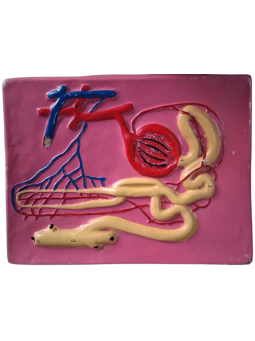 HUMAN NEPHRON