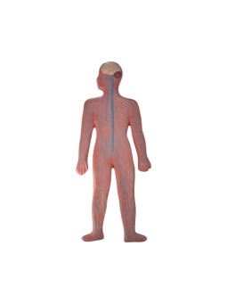 HUMAN NERVOUS SYSTEM