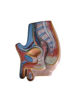 HUMAN REPRODUCTIVE SYSTEM (MALE)