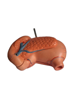 HUMAN STOMACH