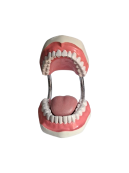 HUMAN TEETH THOOL