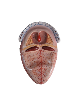 HUMAN TONGUE