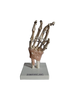 HUMAN WRIST JOINT