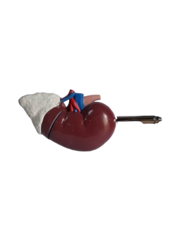 KIDNEY WITH ADR GLAND