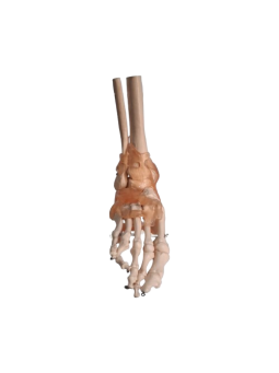 LIFE SIZE FOOT JOINT WITH LIGAMENTS