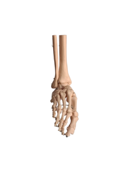 LIFE SIZE FOR JOINT