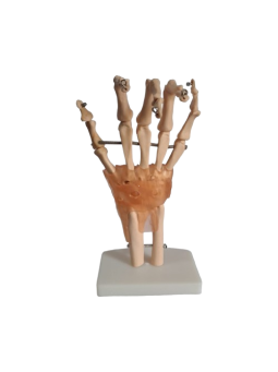 LIFE SIZE HAND JOINT WITH LIGAMENTS