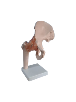 LIFE SIZE HIP JOINT