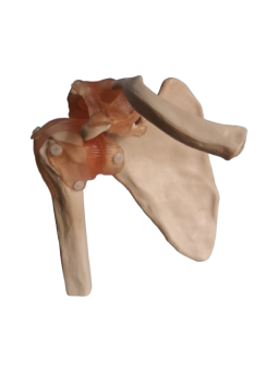 LIFE SIZE SHOULDER JOINT