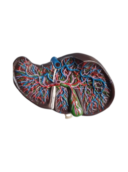 LIVER MODEL