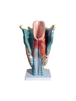 MAGNIFIED HUMAN LARYNX MODEL XC-301