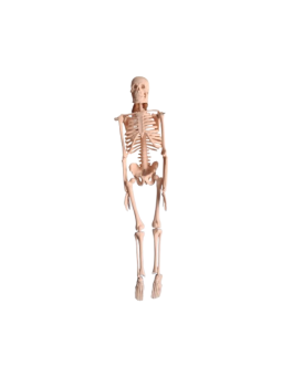 MINI HUMAN SKELETON MODEL