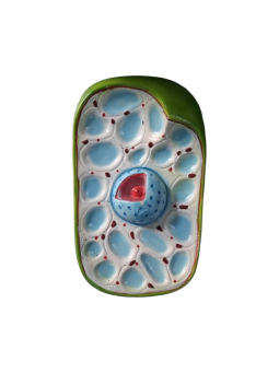 PLANT CELL
